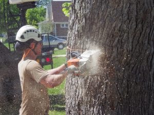 tree trimming