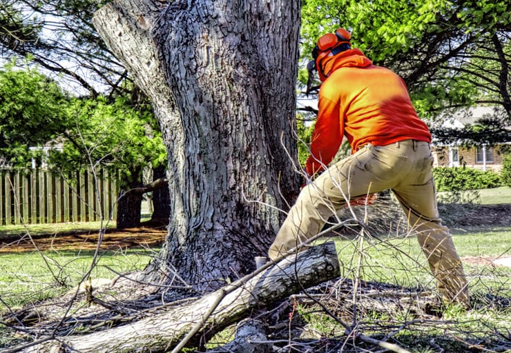 Things to Look For in a Tree Service Company in Omaha