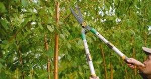 The Importance of Regular Tree Pruning in Omaha, NE
