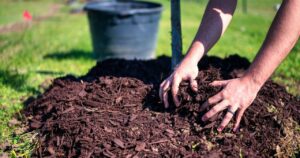 Can You Put Too Much Mulch Around a Tree?