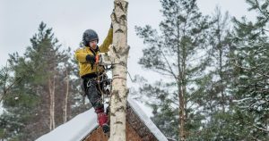 Winter Tree Removal: Why It’s Safer and More Efficient
