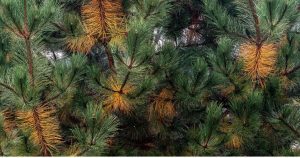 Pine Wilt Disease: The Silent Killer Threatening Nebraska’s Pine Trees