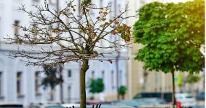 How to Spot a Dying Tree After Winter in Omaha