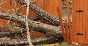 The Real Cost of Delaying Tree Removal: What Omaha Homeowners Should Know