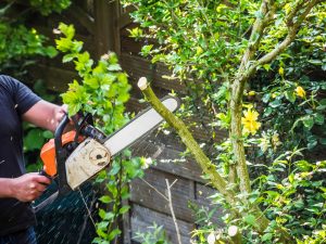 Tree Trimming in Summer: Yes or No?
